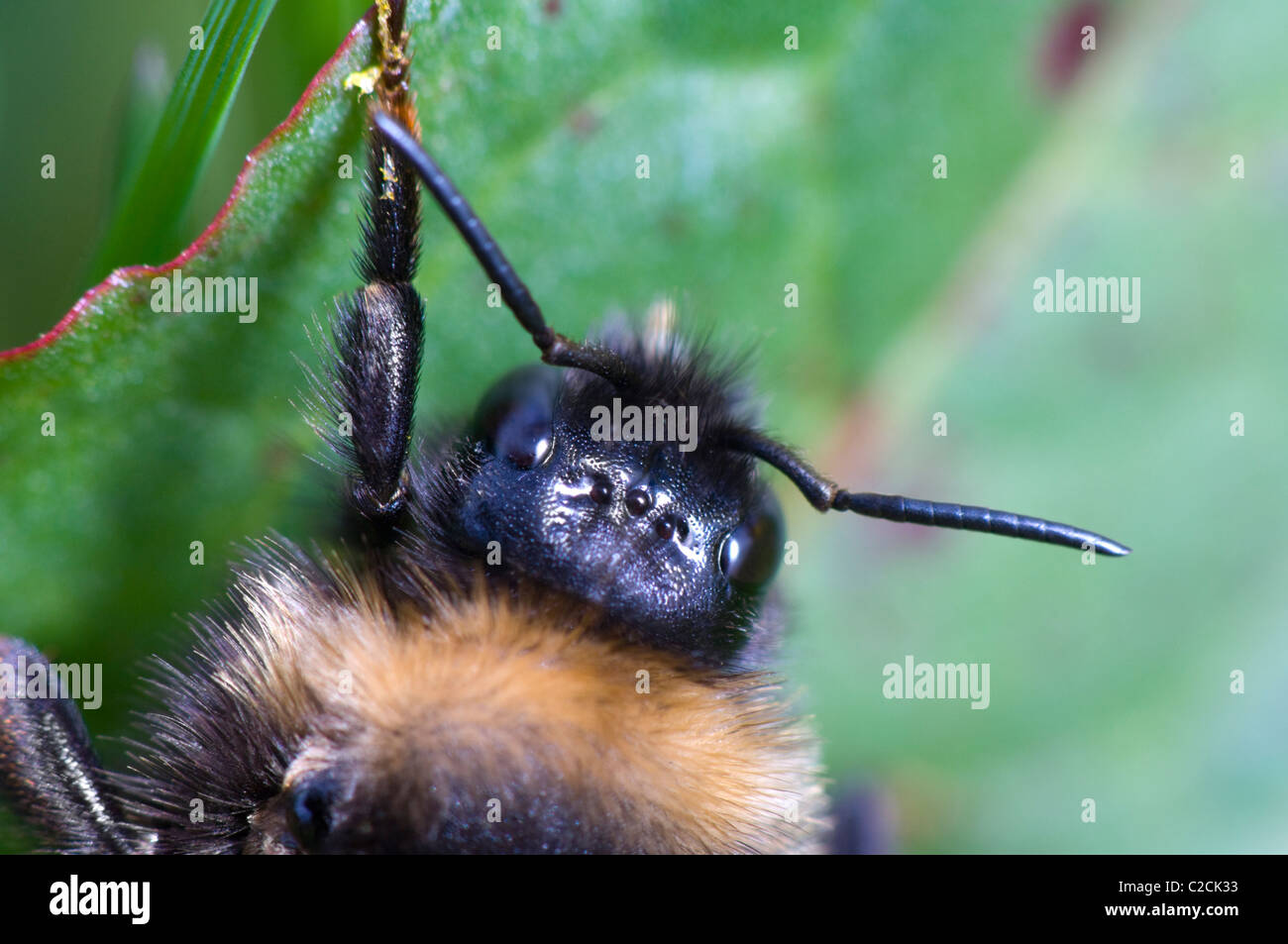 White-tailed Bumblebee (Bombus lucorum), Francia Foto Stock