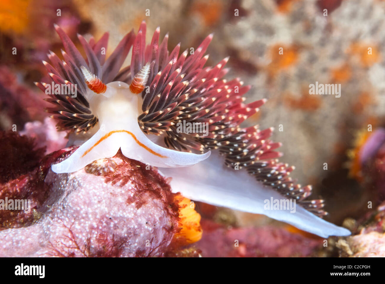 Un aeolid crawl nudibranch attraverso una superficie di roccia su una scogliera in California e guarda dritto verso la fotocamera. Foto Stock
