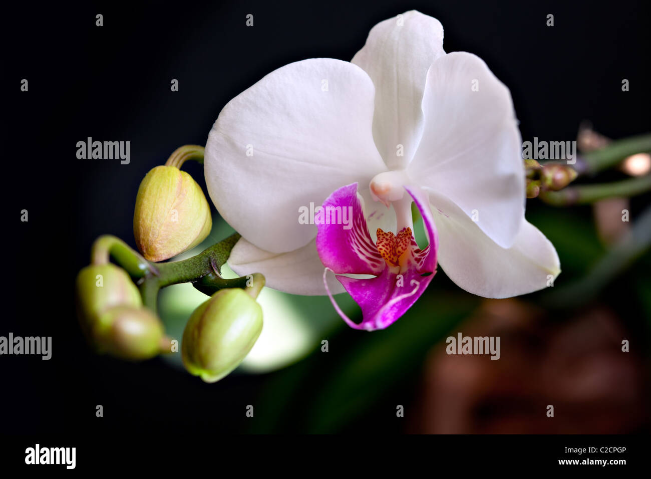 Bright White Orchid (phalaenopsis) su nero Foto Stock