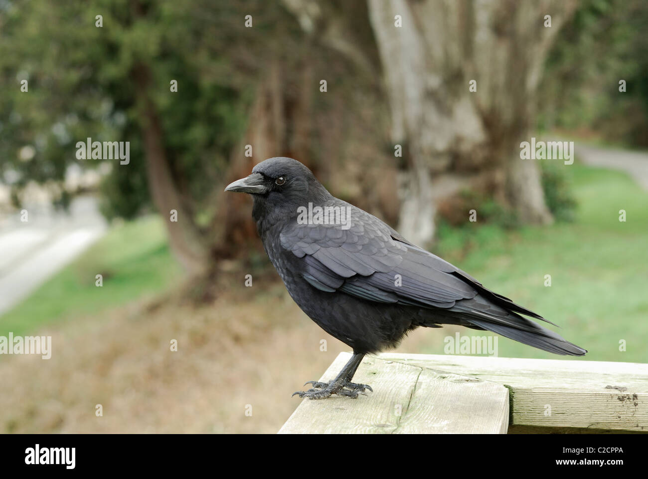Profilo di un corvo nero in piedi su una ringhiera. Foto Stock