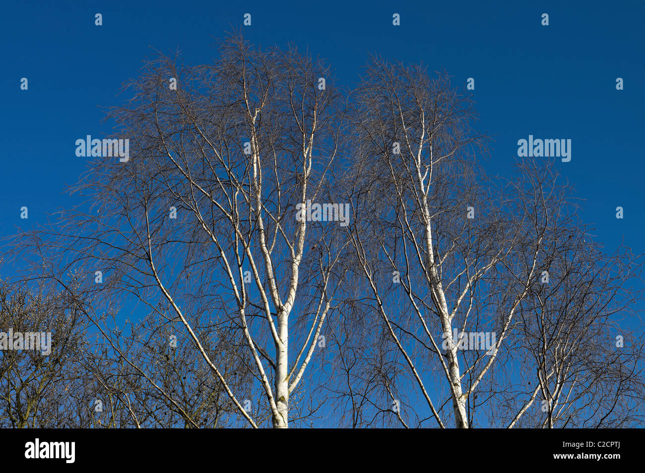 Nastro di betulle cielo blu Foto Stock