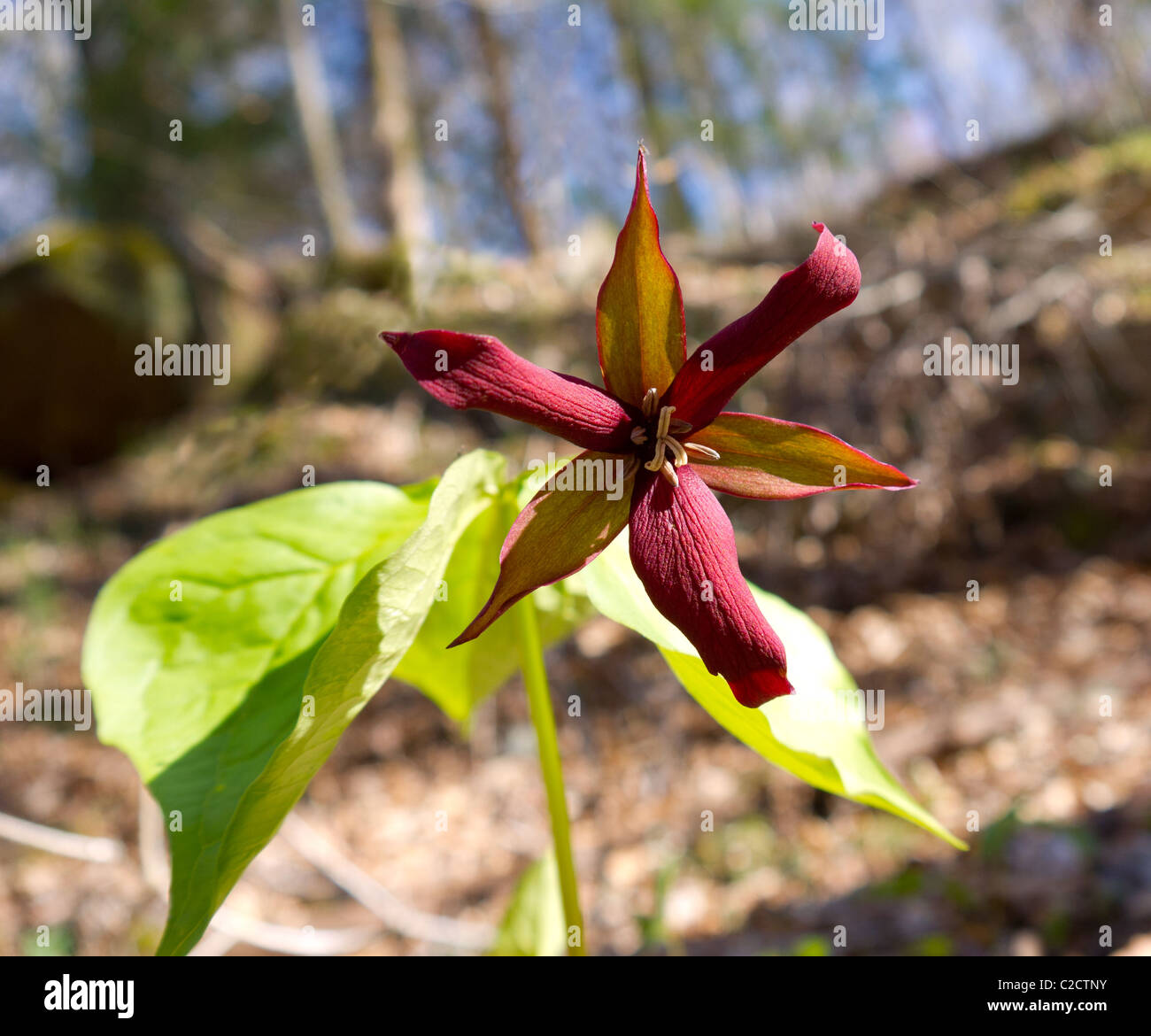 Rosso (Trillium Trillium erectum) Foto Stock