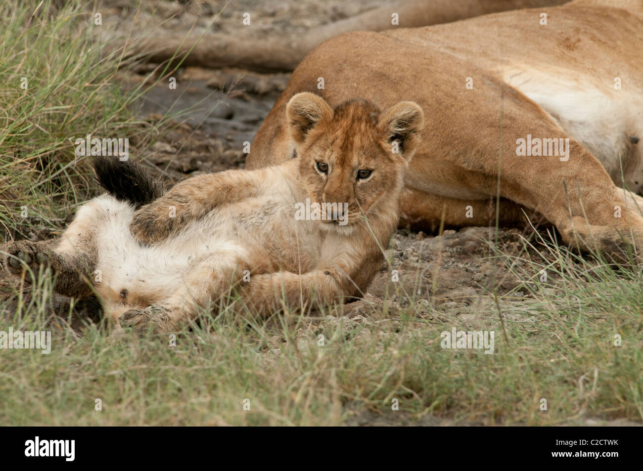 Foto di stock di un Lion cub in appoggio sulla sua schiena. Foto Stock