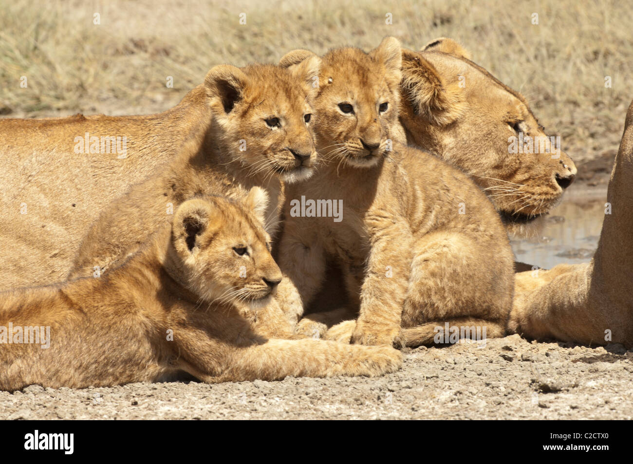 Foto di stock di tre cuccioli di Leone seduto da loro mom. Foto Stock
