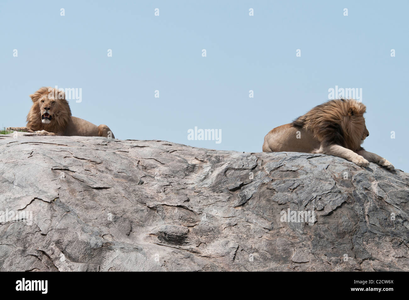 Stock Foto di due grandi leoni maschile seduto sulla cima di un kopje. Foto Stock