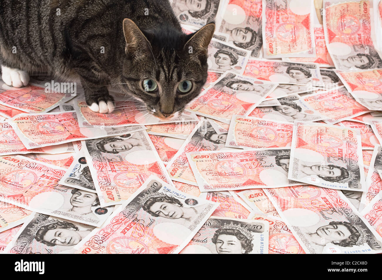 Fat Cat seduto su una pila di £50 note. Foto Stock