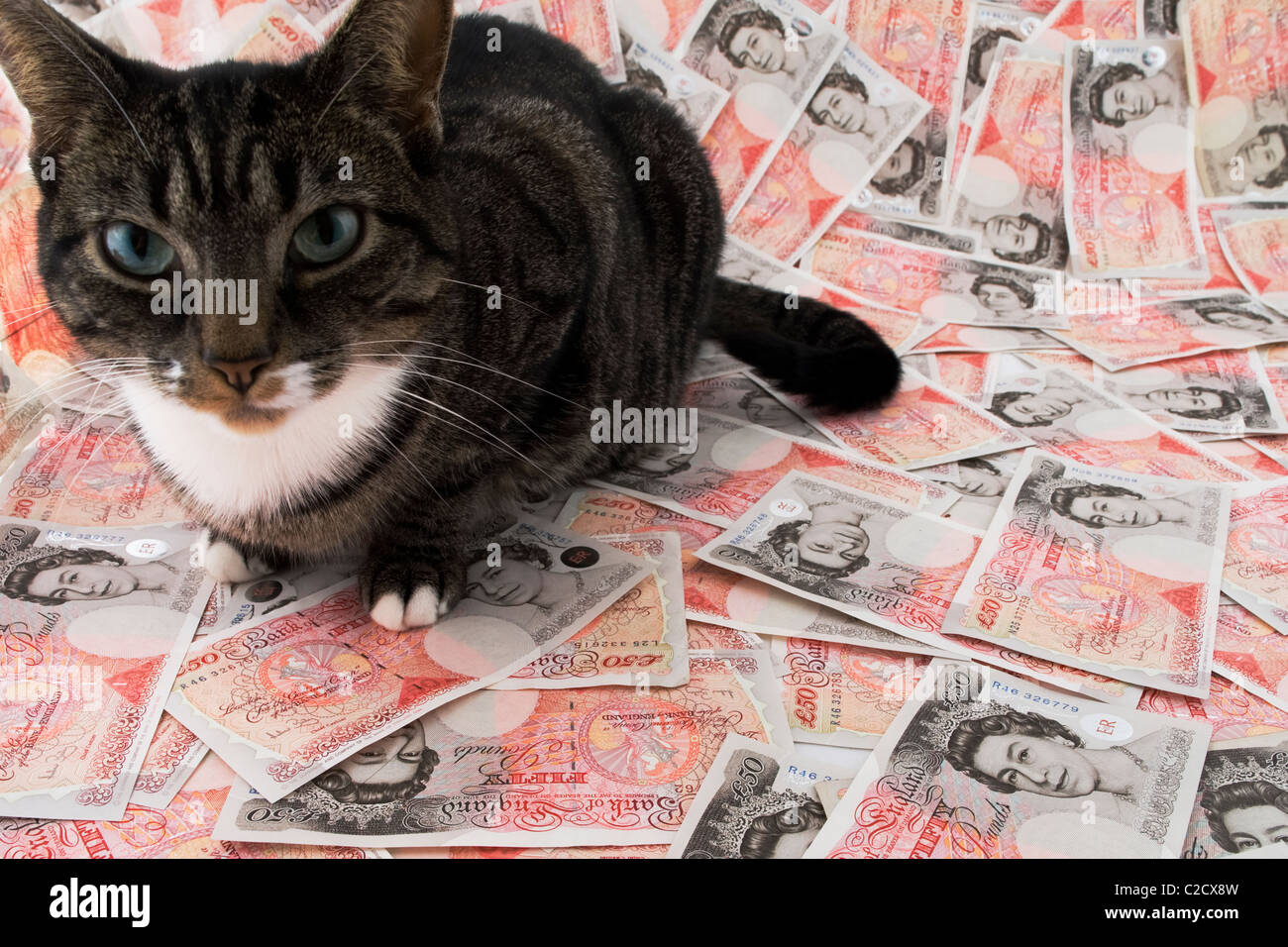 Fat Cat seduto su una pila di £50 note. Foto Stock