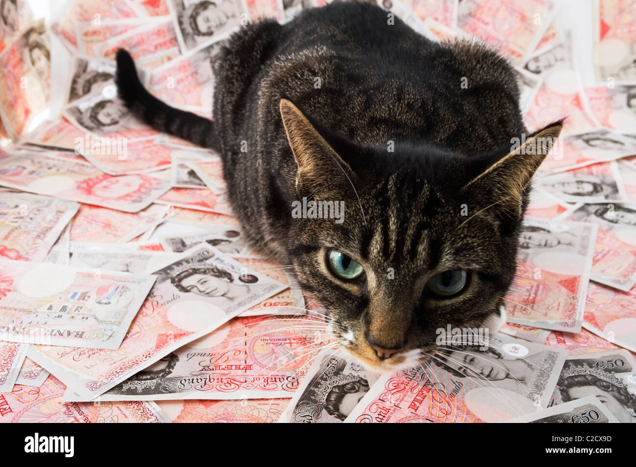 Fat Cat seduto su una pila di £50 note. Foto Stock