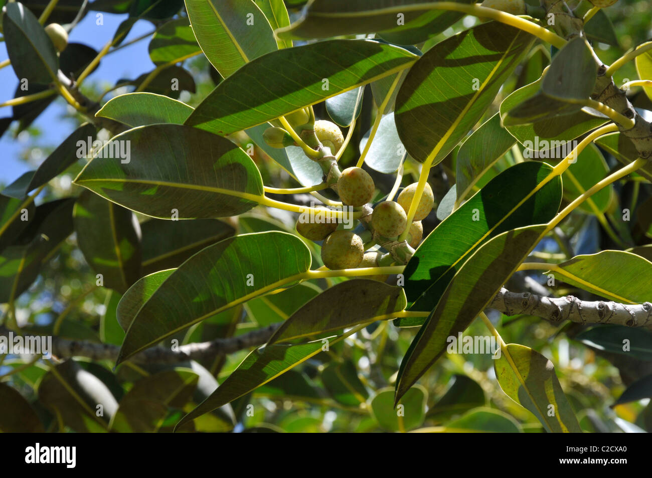 Frutti di Ficus macrophylla tree Foto stock - Alamy