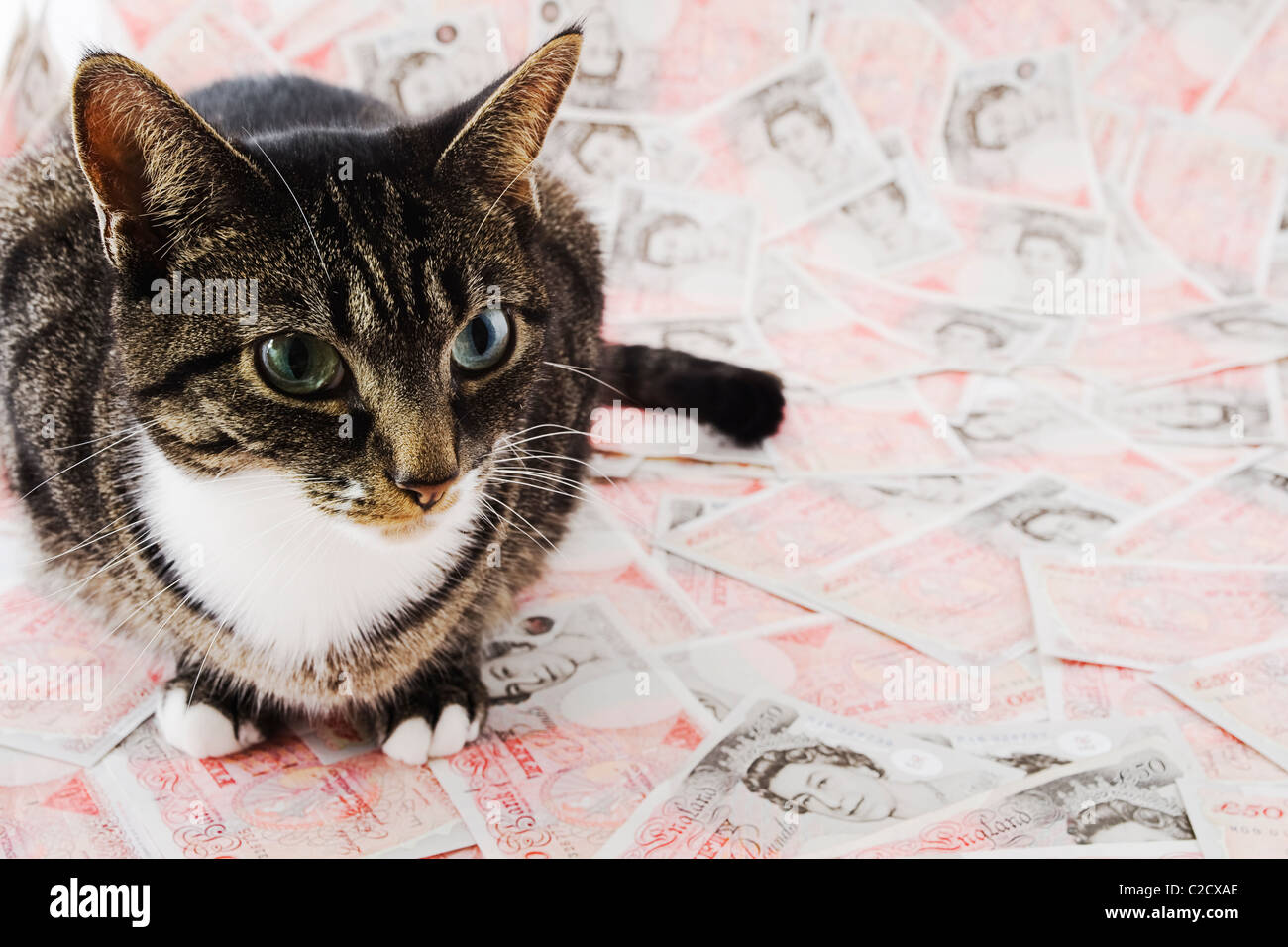 Fat Cat seduto su una pila di £50 note. Foto Stock
