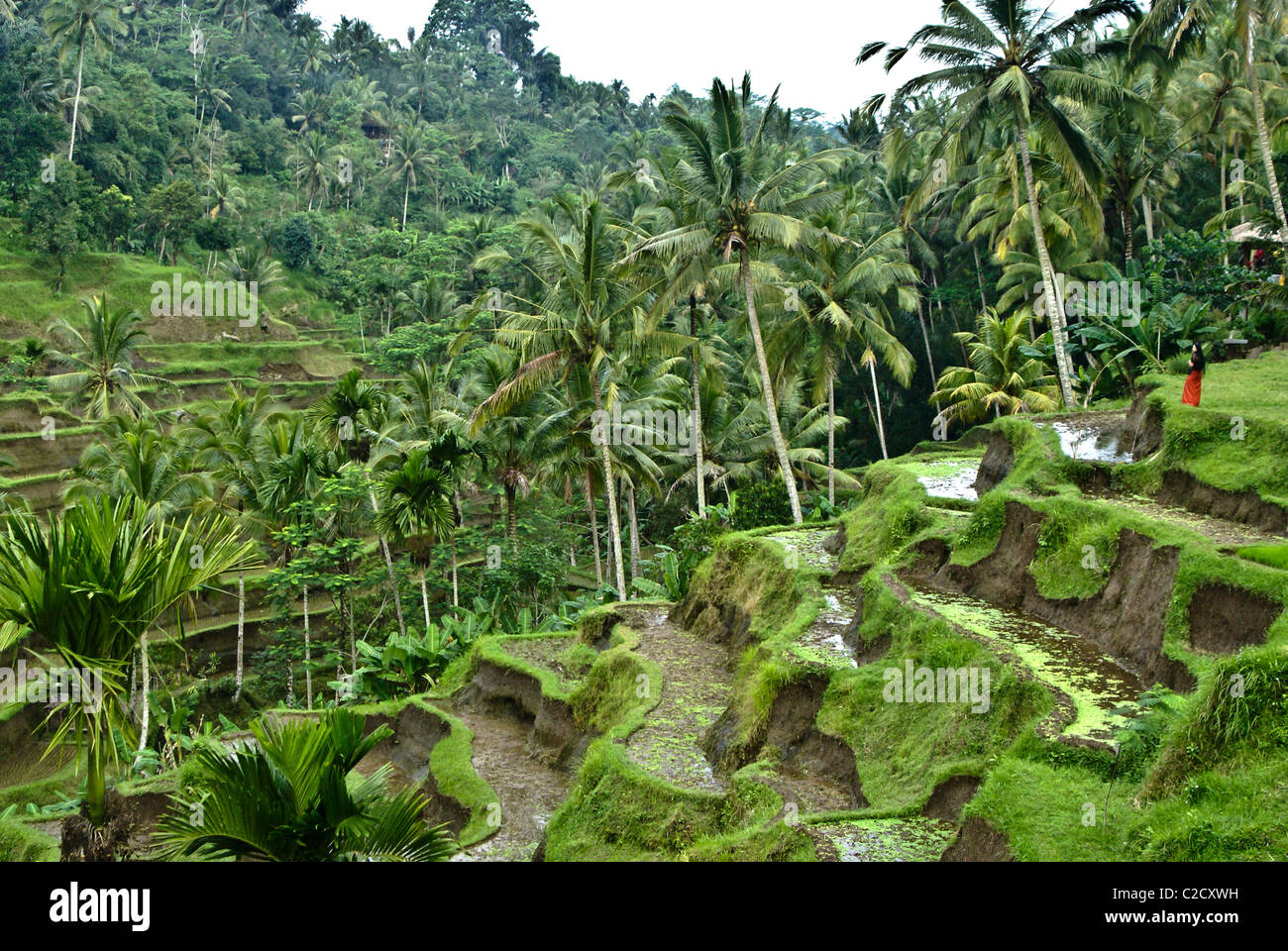 Terrazze di riso a Tegalalang, Bali, Indonesia Foto Stock