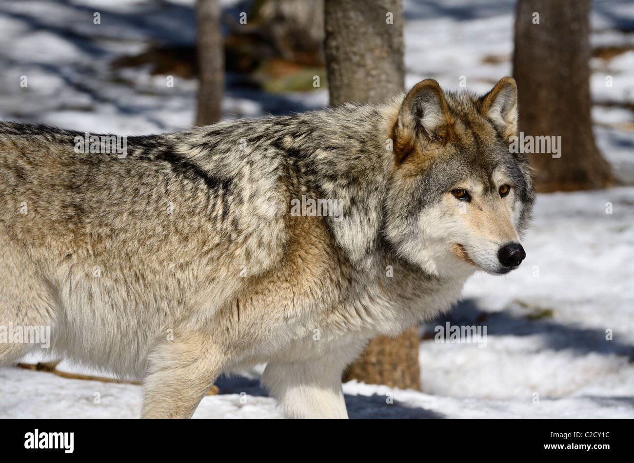 La stimolazione prudente maschio di lupo grigio in una soleggiata a nord della Foresta di Ontario in primavera con la neve Foto Stock
