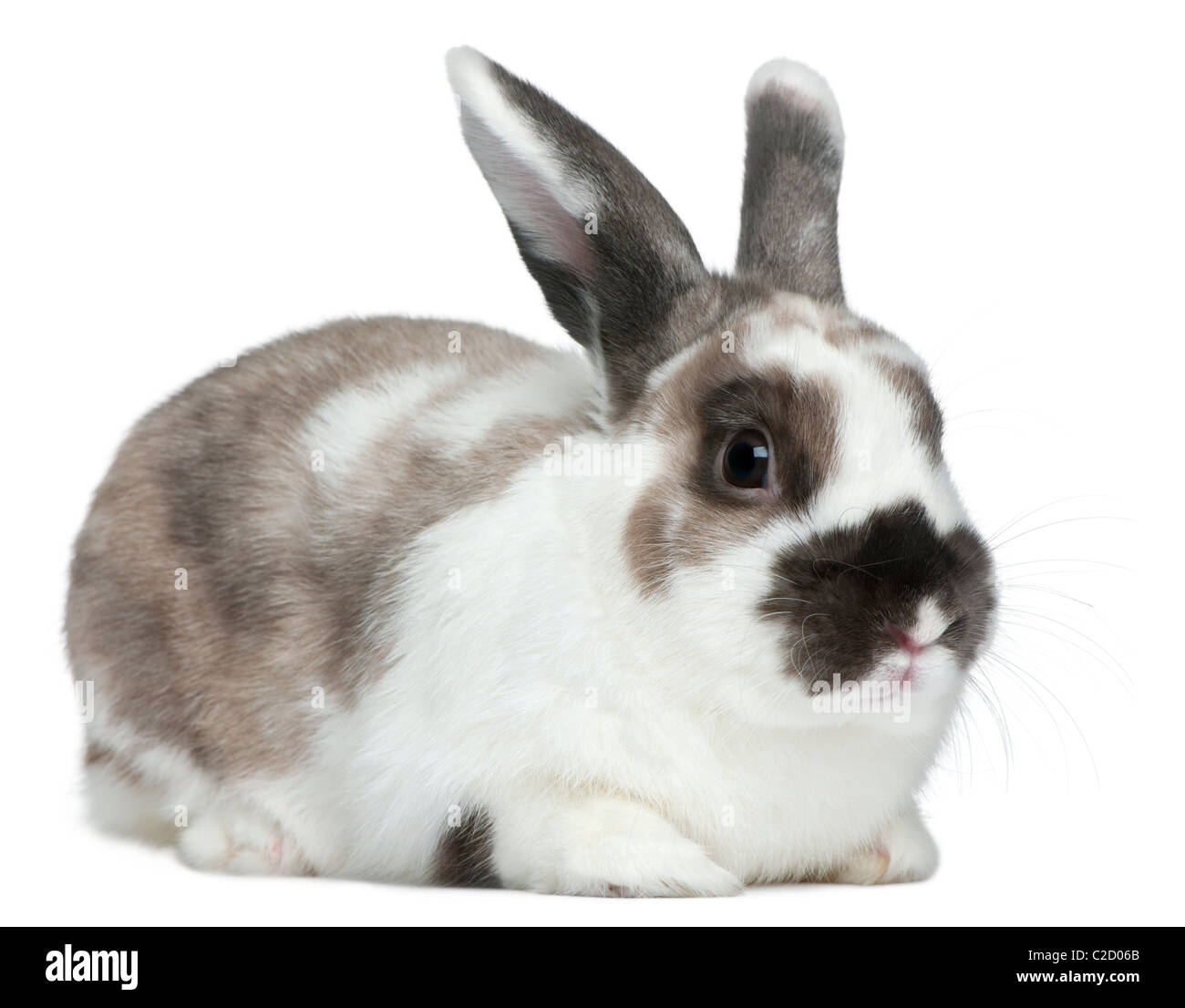 Coniglio seduto davanti a uno sfondo bianco Foto Stock