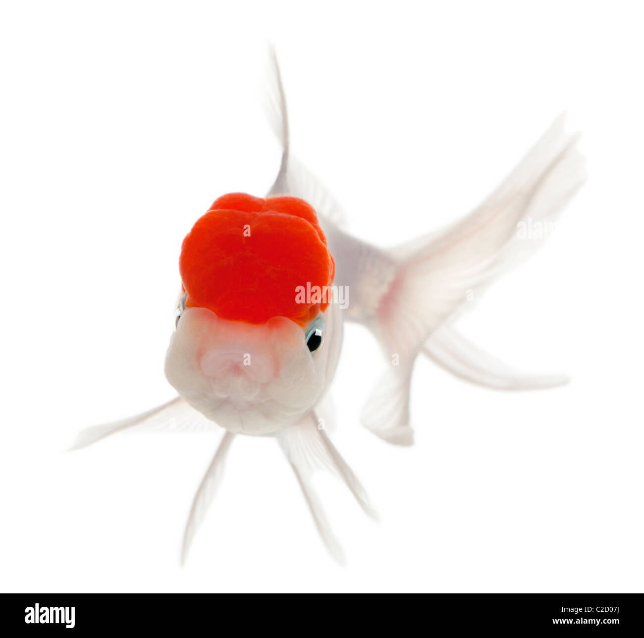 Lionhead goldfish, Carassius auratus, di fronte a uno sfondo bianco Foto Stock
