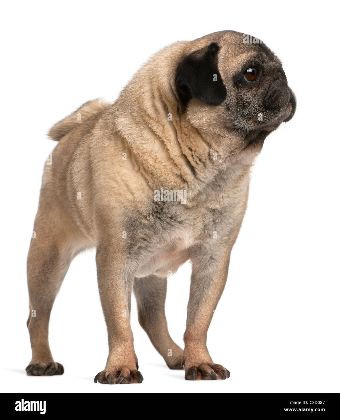 Vecchio pug, 6 anni, in piedi contro lo sfondo bianco Foto Stock