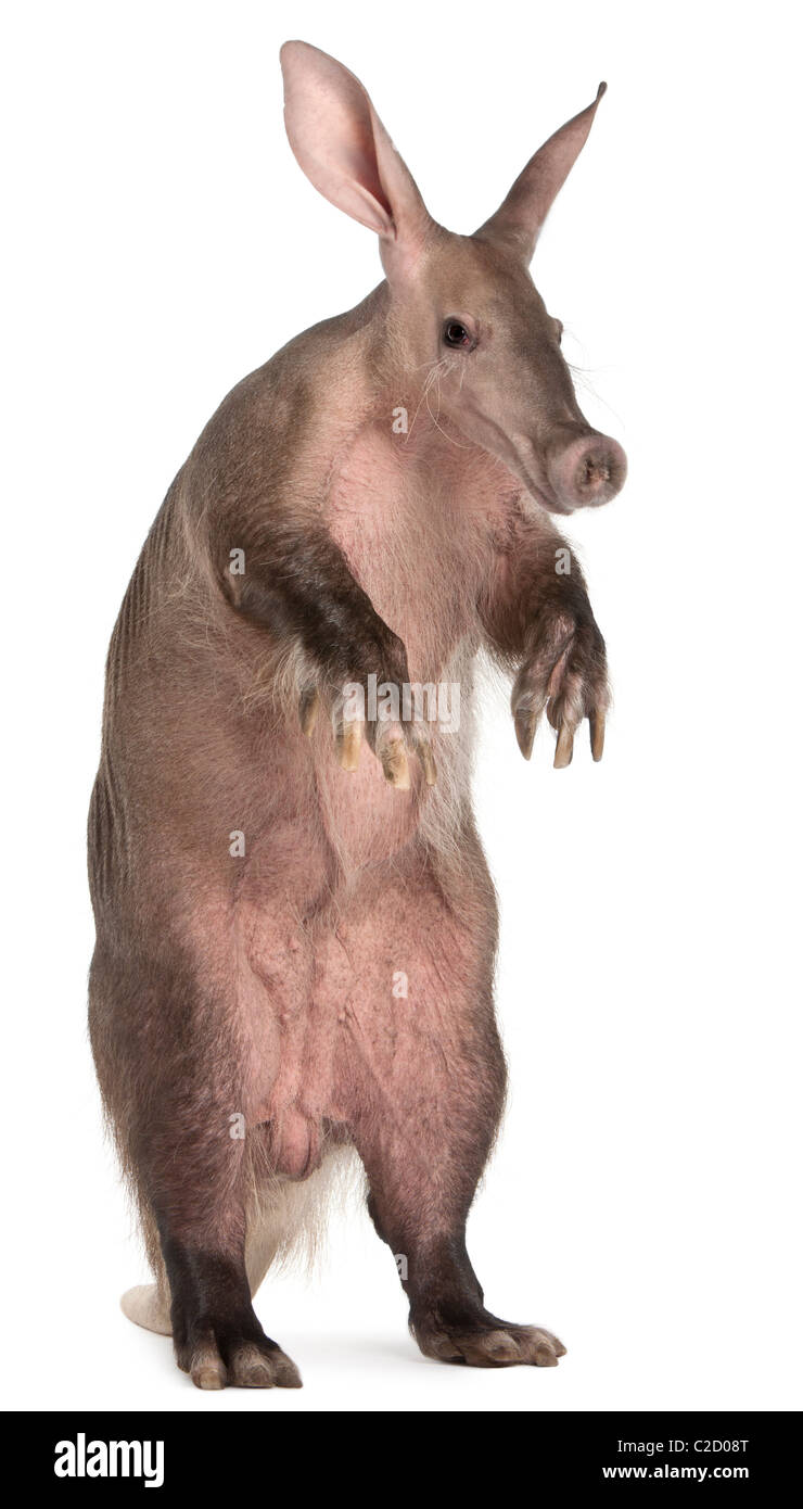Aardvark, Orycteropus, 16 anni, in piedi di fronte a uno sfondo bianco Foto Stock