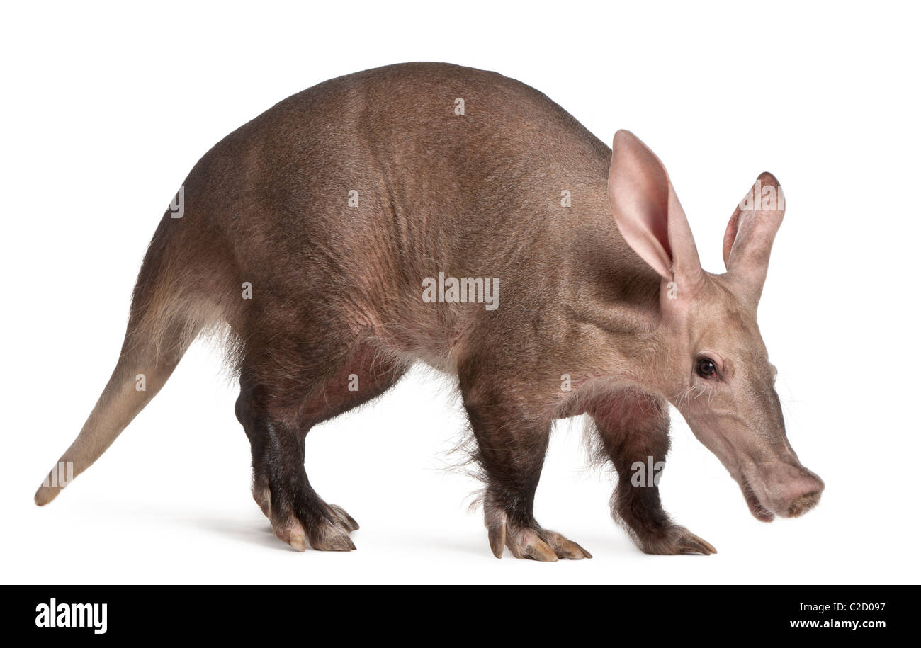 Aardvark, Orycteropus, 16 anni, di fronte a uno sfondo bianco Foto Stock