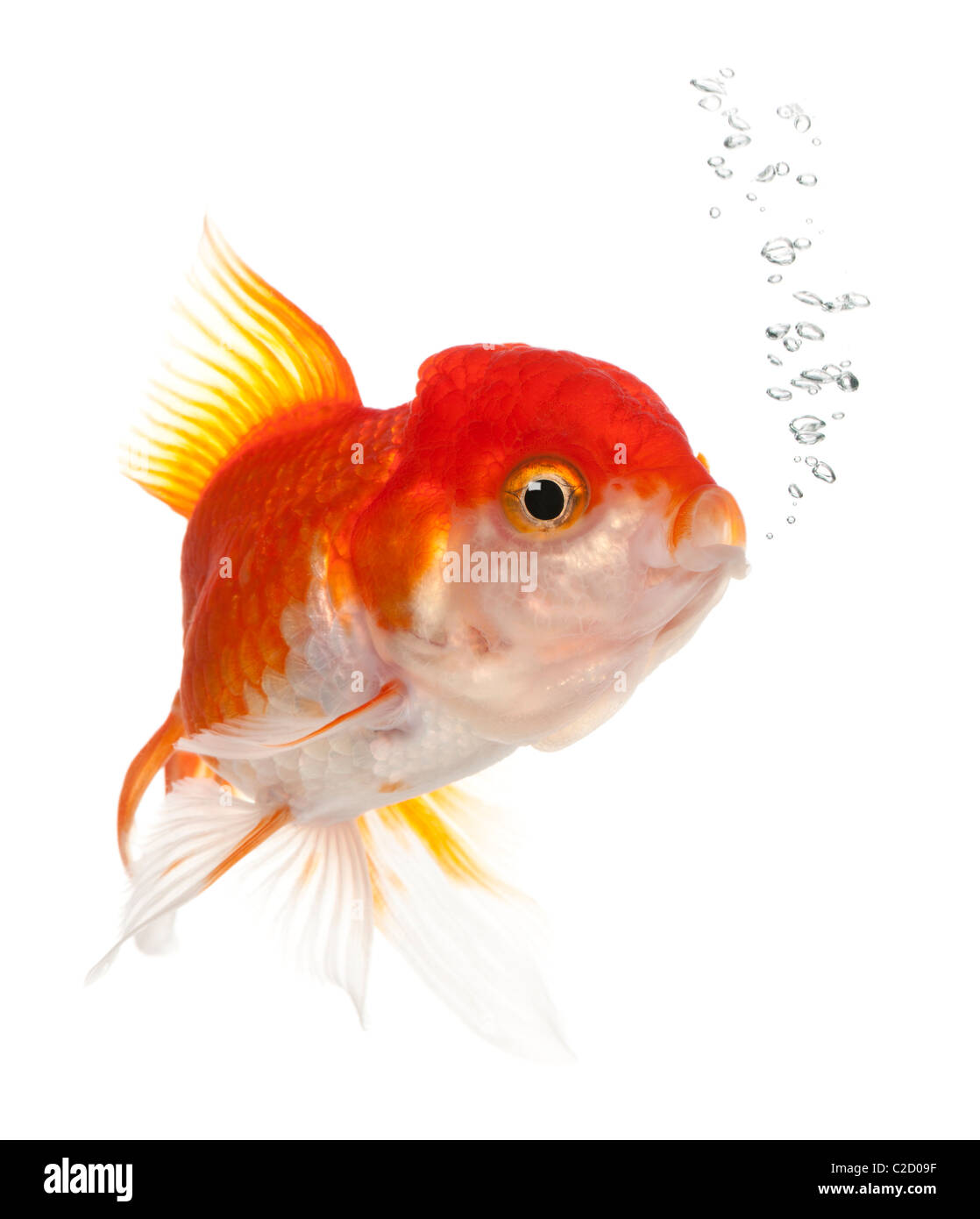 Lionhead goldfish, Carassius auratus, di fronte a uno sfondo bianco Foto Stock
