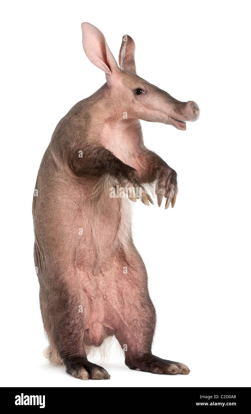 Aardvark, Orycteropus, 16 anni, in piedi di fronte a uno sfondo bianco Foto Stock
