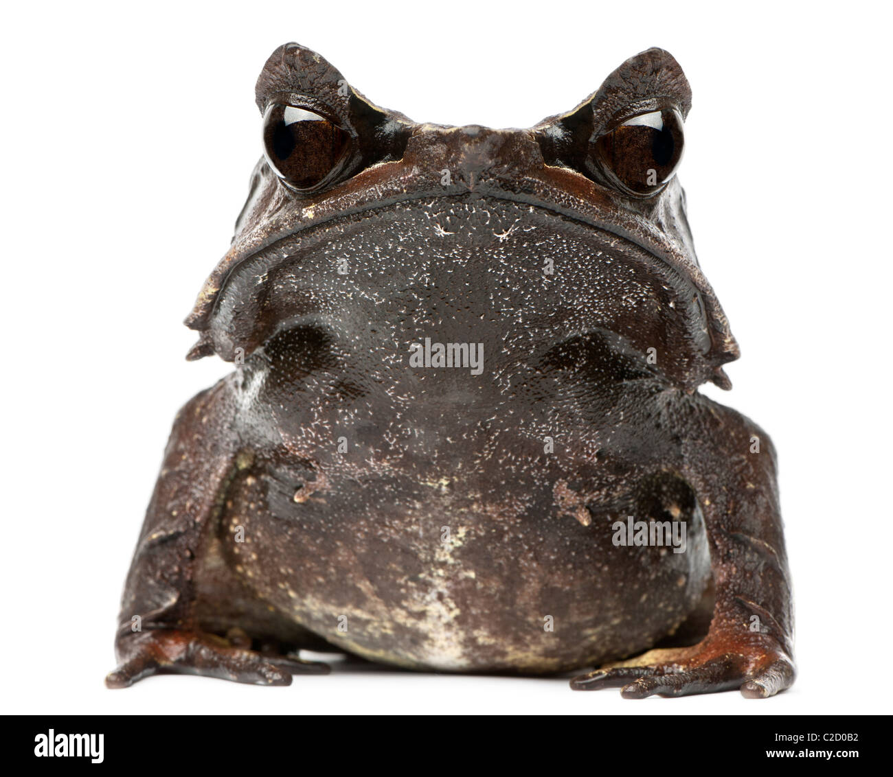 A becco lungo Rana cornuta, Megophrys nasuta, di fronte a uno sfondo bianco Foto Stock