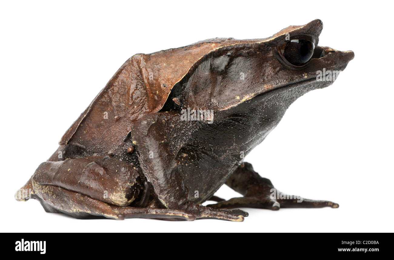 A becco lungo Rana cornuta, Megophrys nasuta, di fronte a uno sfondo bianco Foto Stock