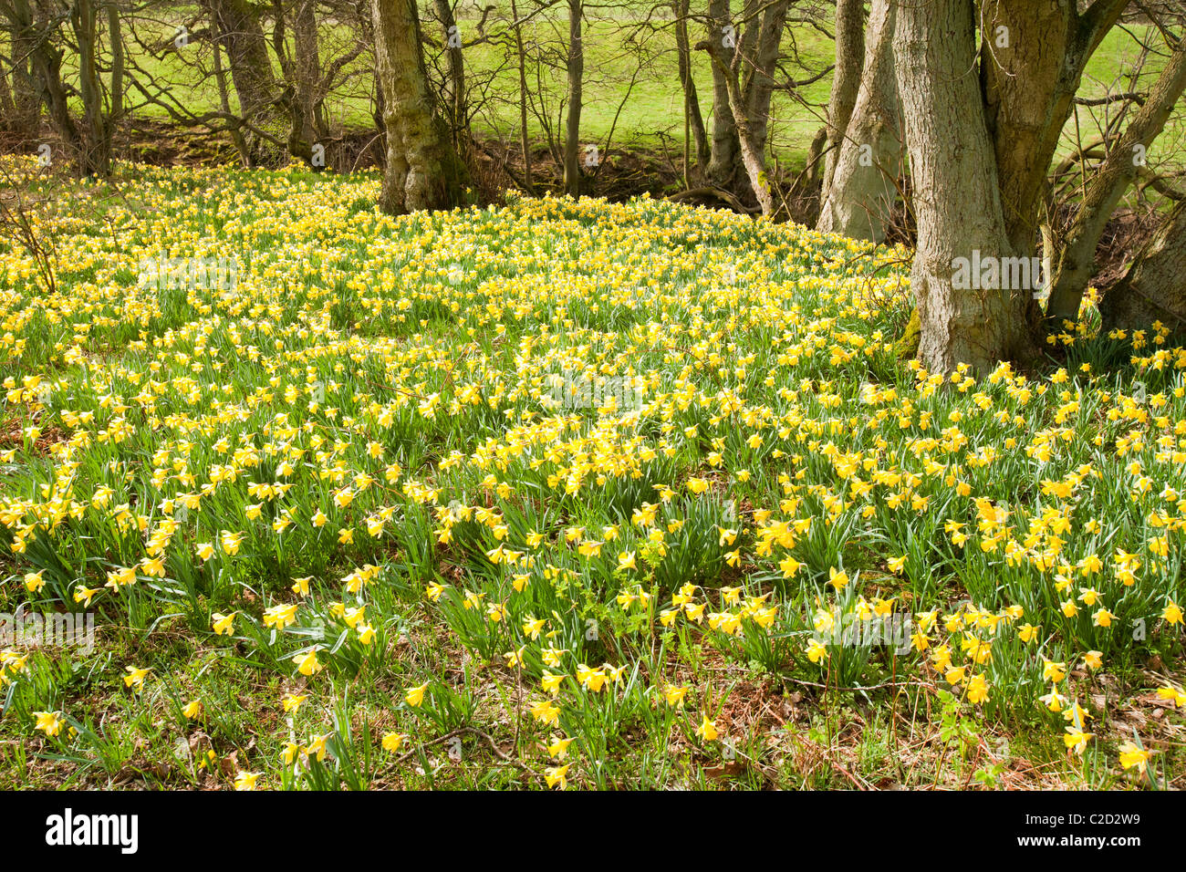 Wild narcisi in fiore Farndale nel North York Moors, nello Yorkshire, Regno Unito. Foto Stock