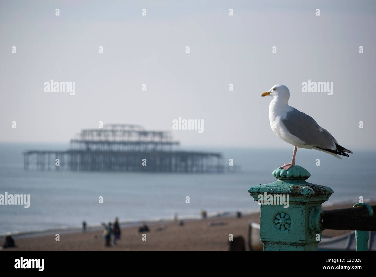 Seagull appollaiato sul lungomare di Brighton Foto Stock