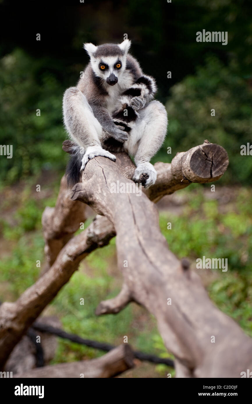 Un'immagine ravvicinata di un anello tailed lemur Foto Stock