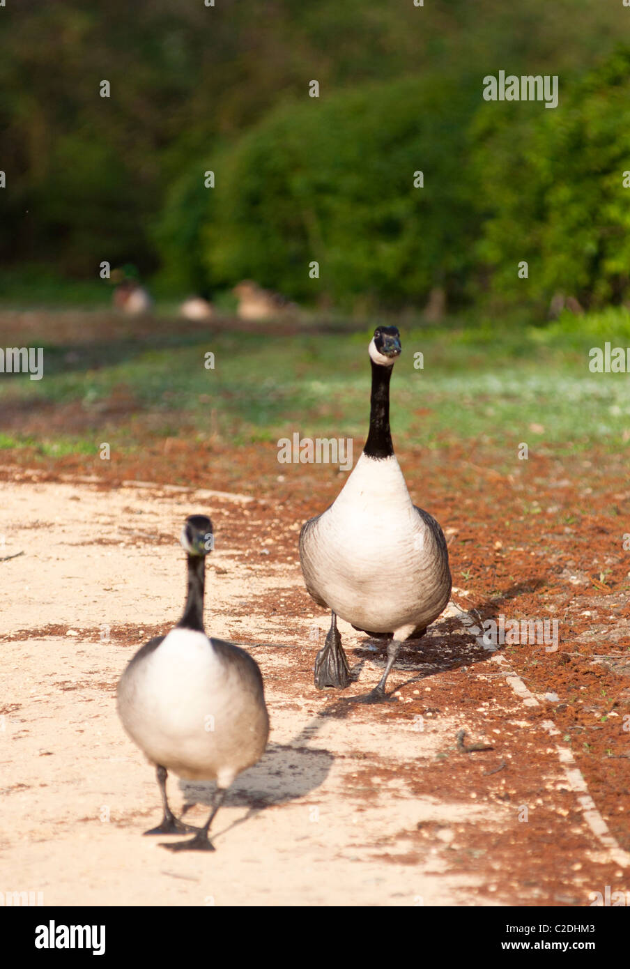 Due divertenti oche canadesi camminando lungo il percorso. Worcestershire. Regno Unito Foto Stock