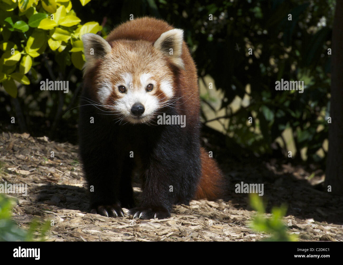 Panda rosso guardando la fotocamera Foto Stock