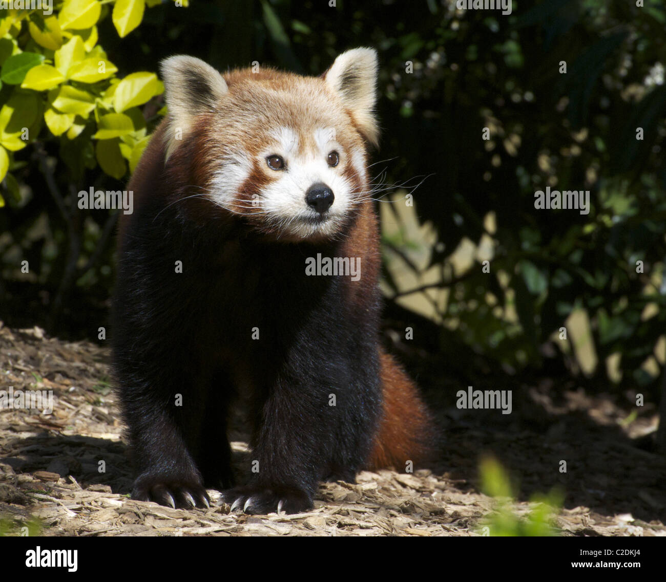 Panda rosso Foto Stock