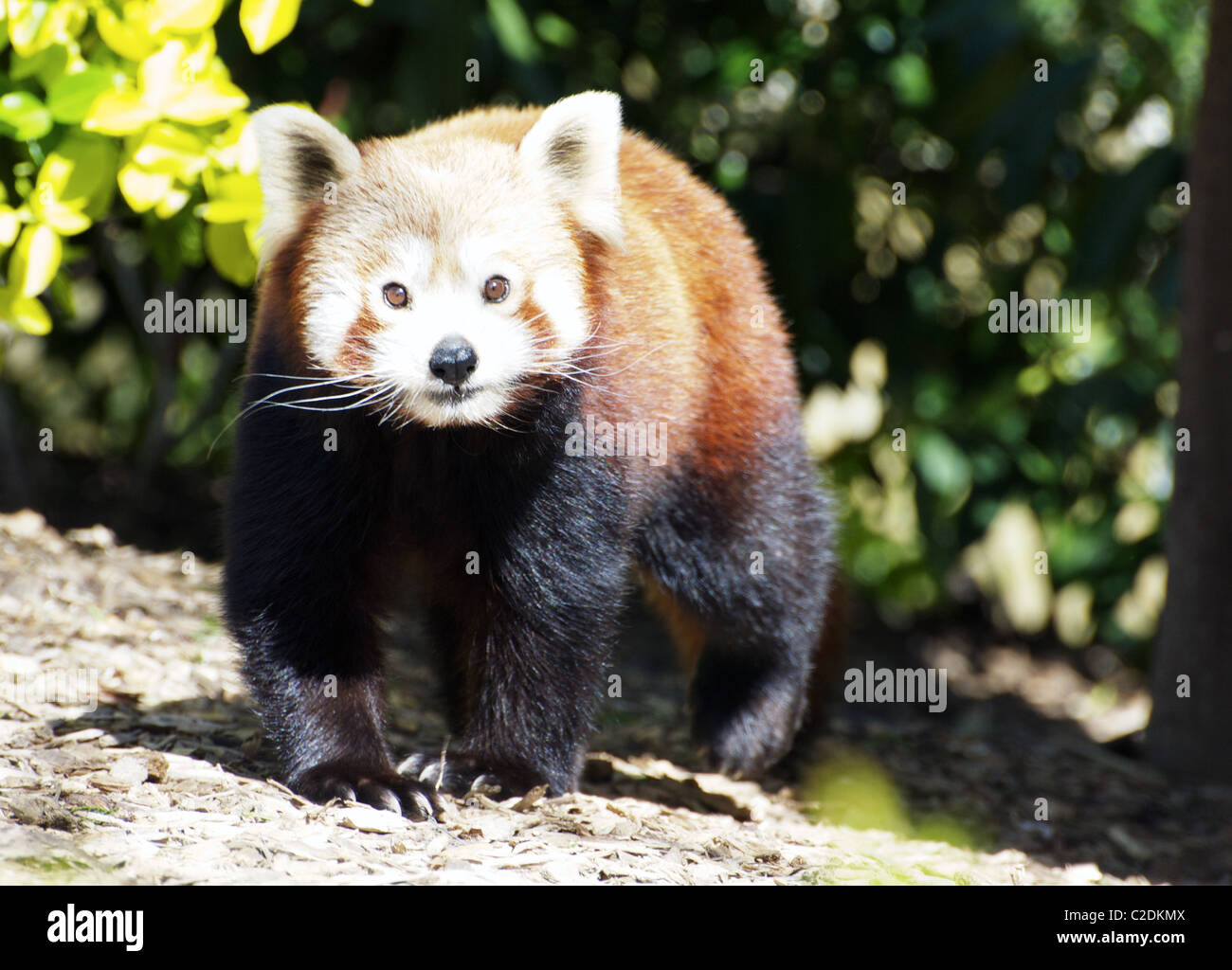 Panda rosso guardando verso la telecamera Foto Stock