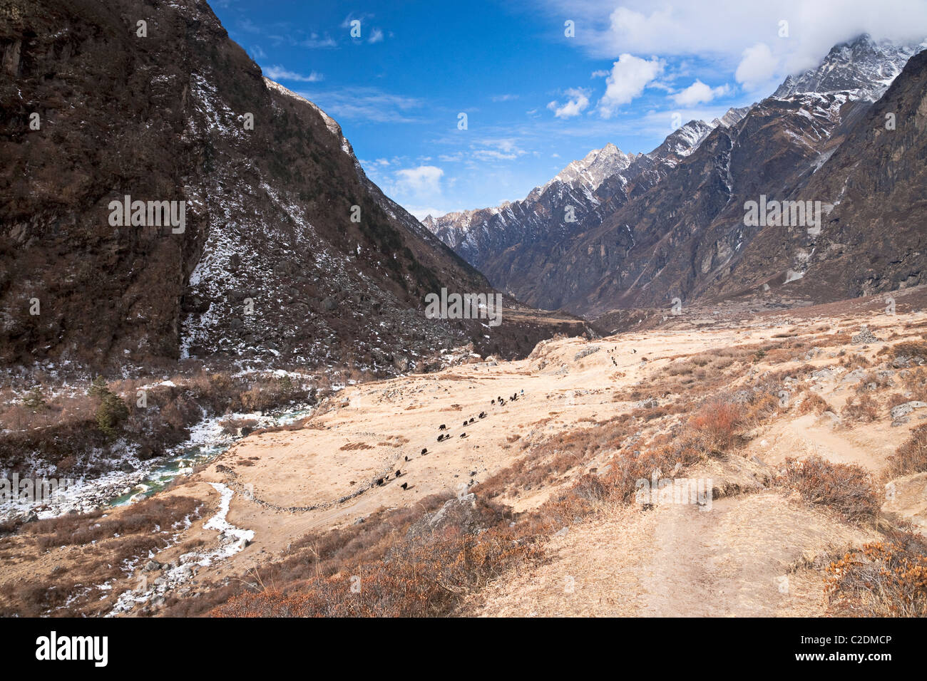 Yak al pascolo. Langtang Trekking. Himalaya, Nepal. Asia Foto Stock