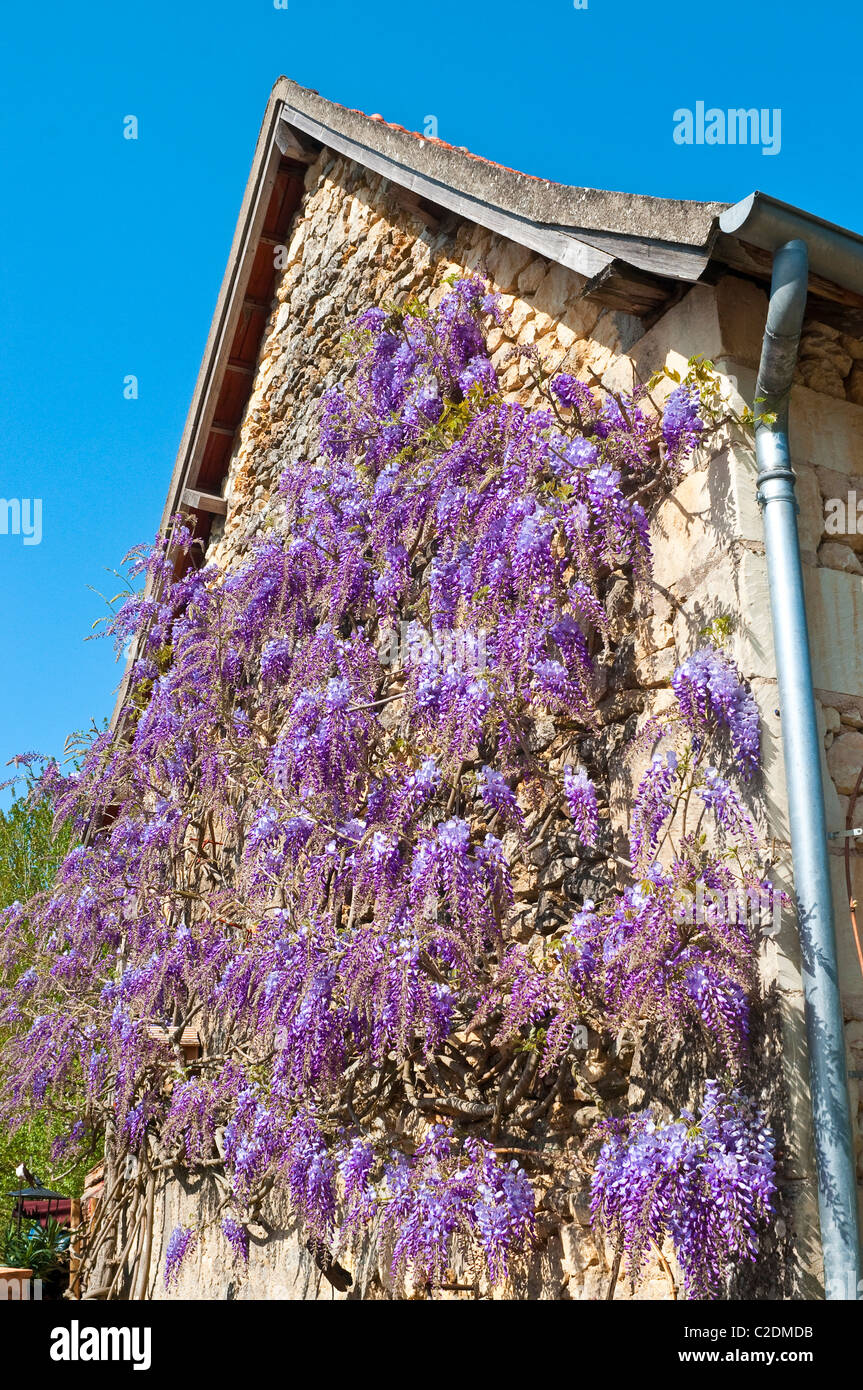 Il Maggiociondolo MAGGIOCIONDOLO / anagyroides pianta rampicante - Indre-et-Loire, Francia. Foto Stock