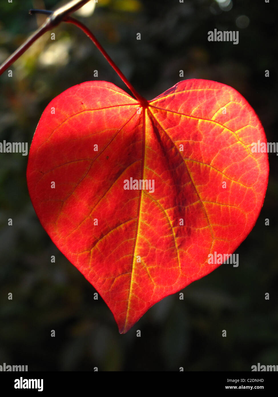 A forma di cuore Foglie di autunno Foto stock - Alamy