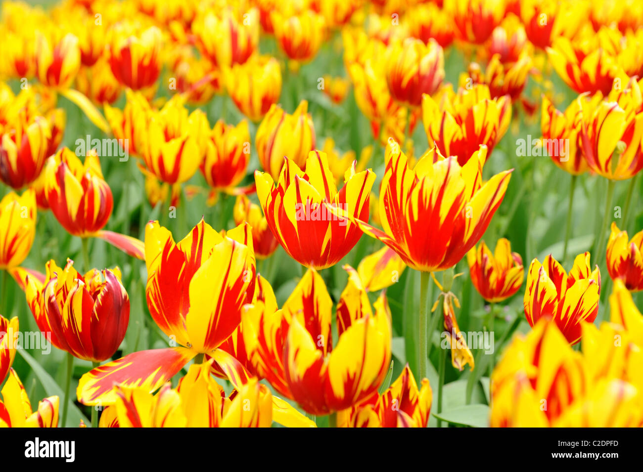 Banja Luka tulipani in un campo di fuoco a Bruxelles, in Belgio Foto Stock