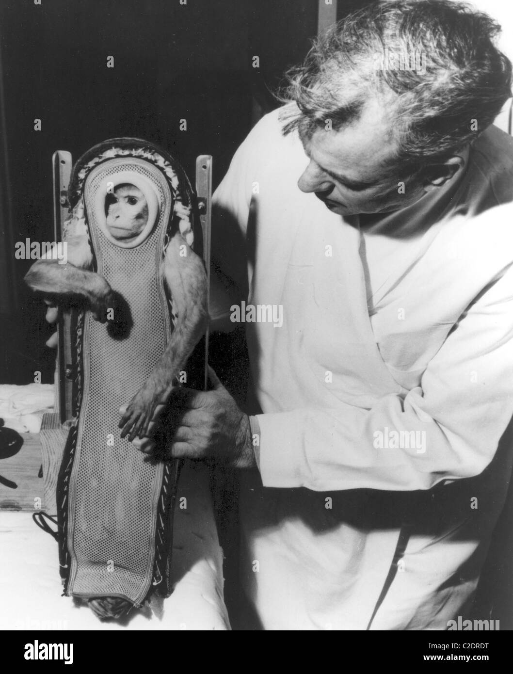 Sam, una scimmia di prova per la NASA il Progetto Mercury Foto Stock