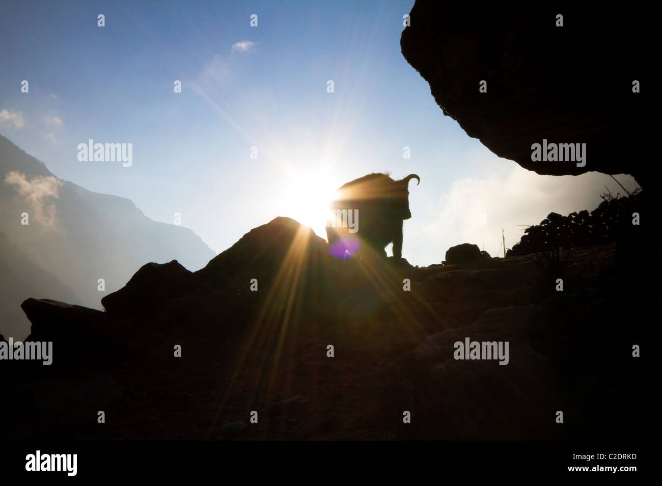 Un Yak al tramonto su un sentiero di trekking Langtang. Himalaya, Nepal Foto Stock