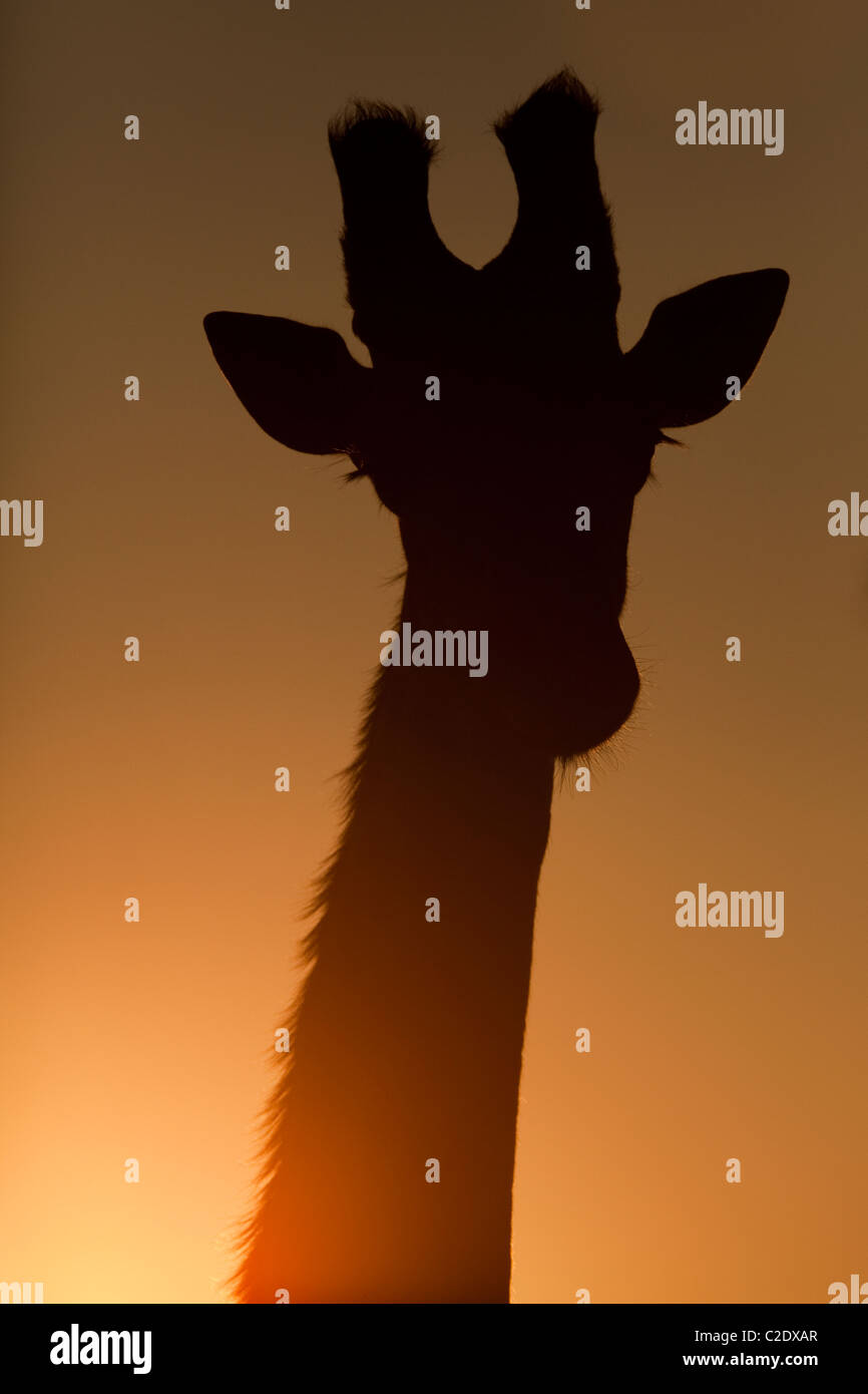 Giraffe (Giraffa Camelopardalis). Silhouette, profilo anteriore. Foto Stock