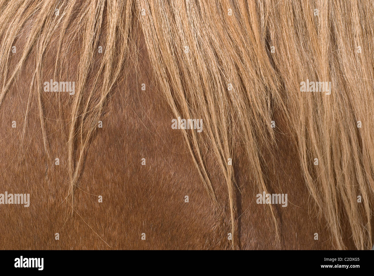 La criniera di un cavallo come elemento di design Foto Stock