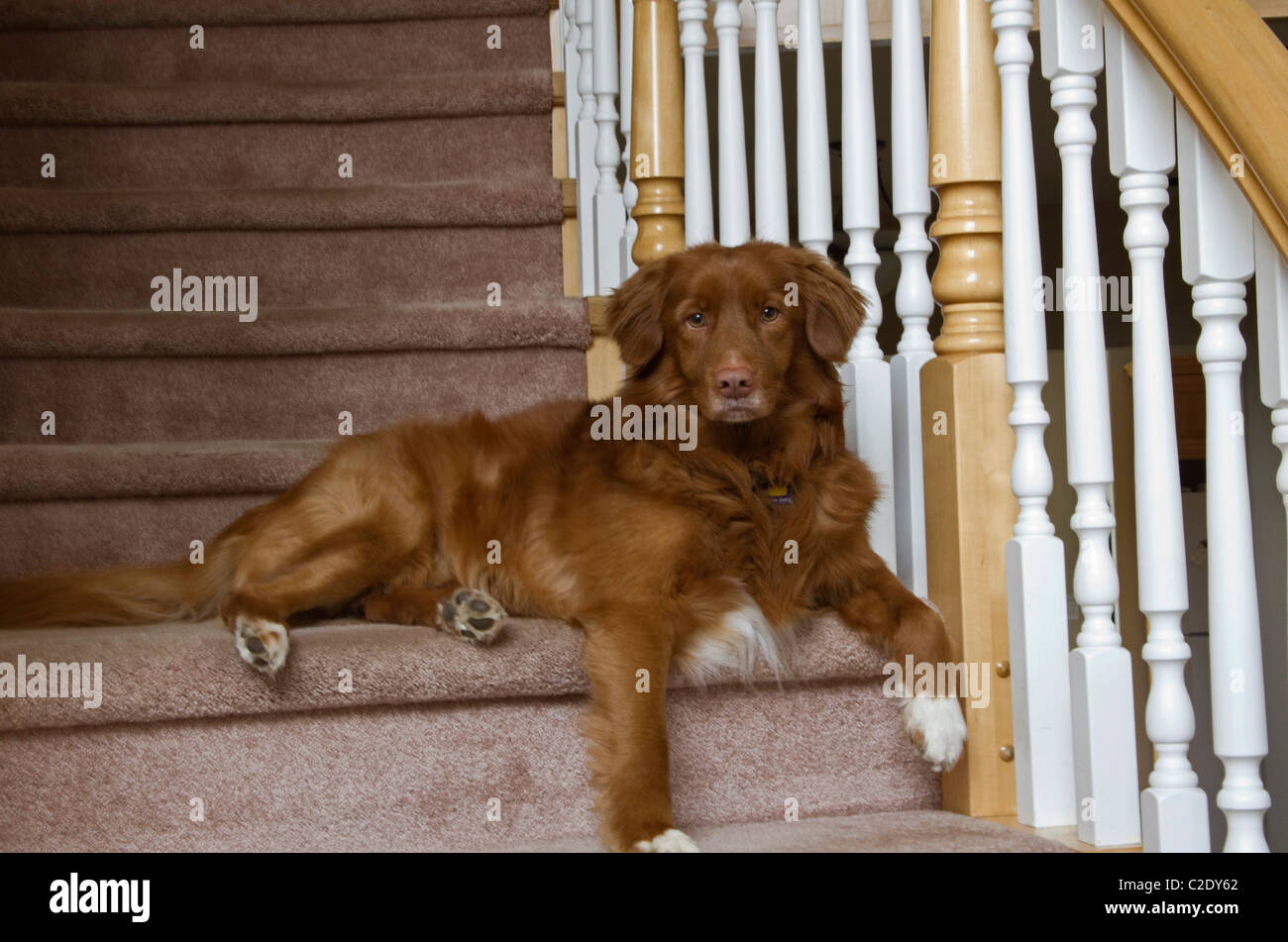 Scale per cani immagini e fotografie stock ad alta risoluzione - Alamy