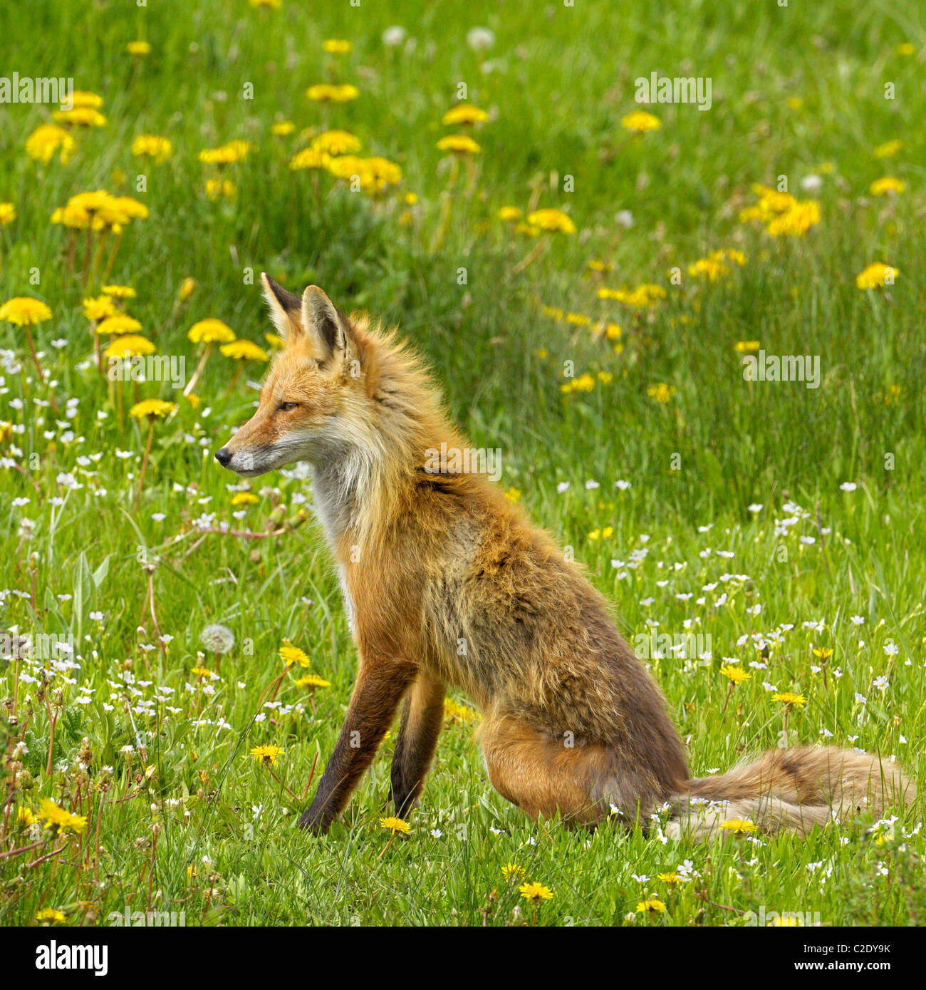 Red Fox seduto in mezzo a fiori di primavera Foto Stock