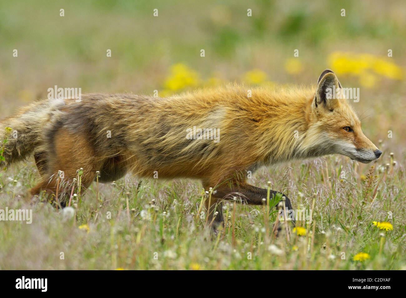 Red Fox a caccia di fiori Foto Stock
