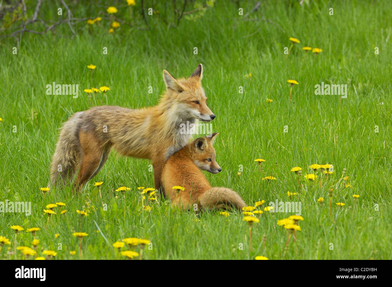 Fox madre prendersi cura del suo bambino. Foto Stock