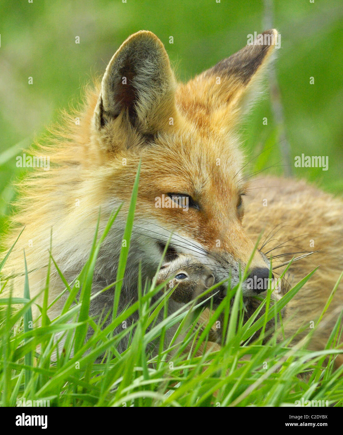 Red Fox strappi dopo una sfortunata scoiattolo di terra Foto Stock