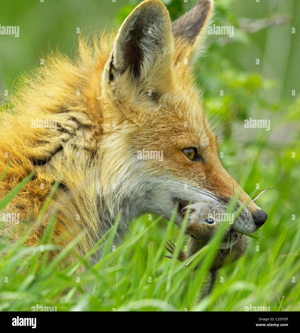 Red Fox (Vulpes vulpes vulpes). Il Parco Nazionale del Grand Teton, Wyoming negli Stati Uniti. La primavera del 2008. Fox madre con una massa di scoiattolo. Foto Stock