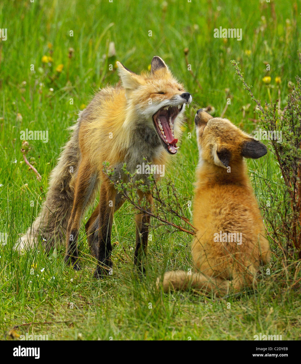 Madre Fox a giocare con i suoi figli Foto Stock