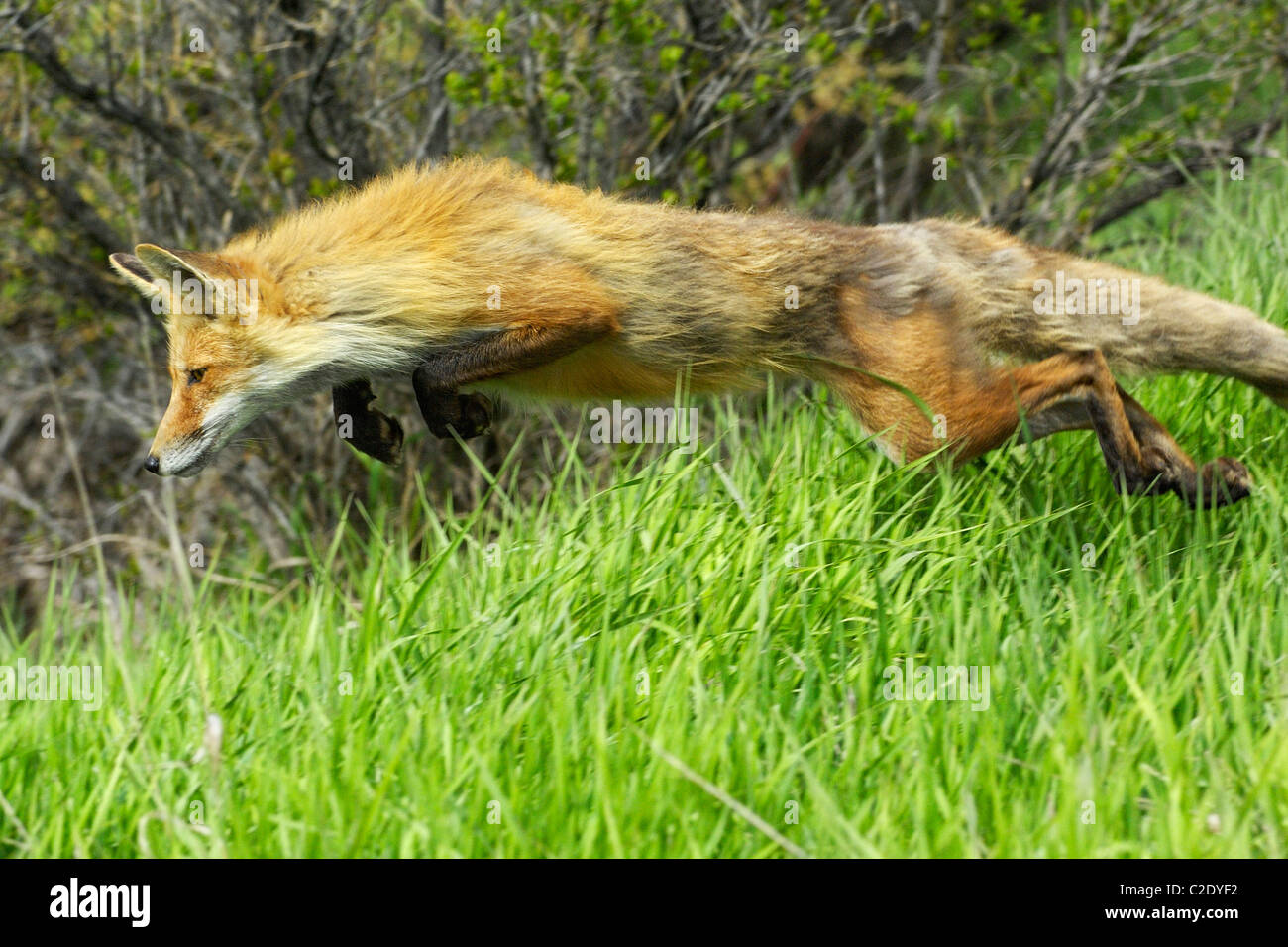 Red Fox salto per preda Foto Stock