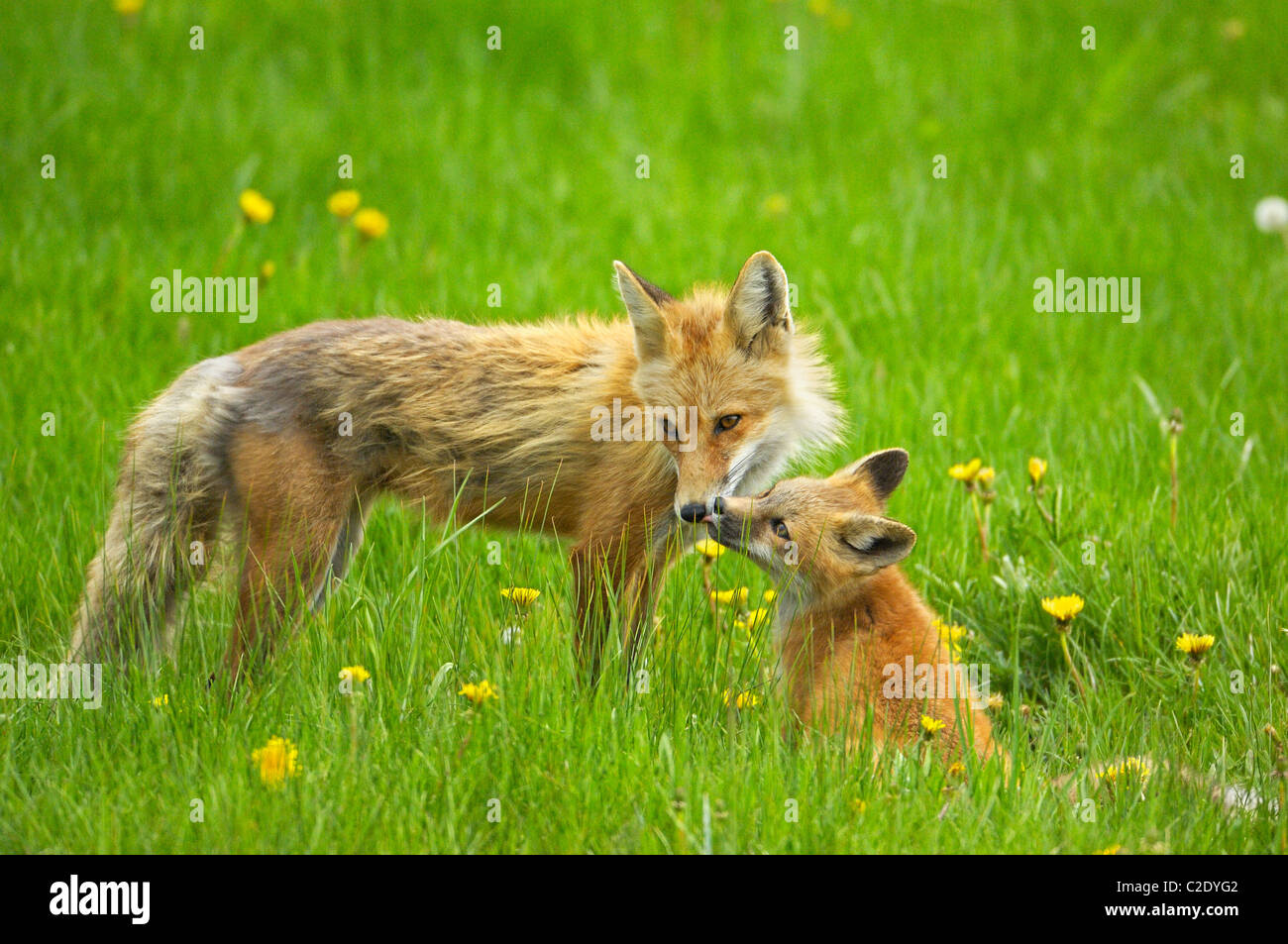 Fox madre bacia il bambino Foto Stock