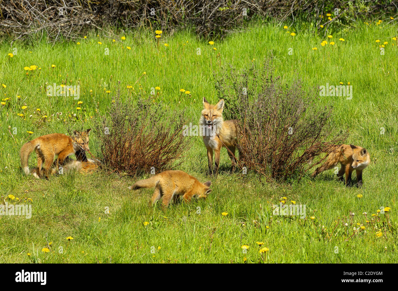 Red Fox famiglia nascondino Foto Stock
